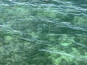 桟橋の上からウミガメ🐢