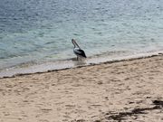 野生ペリカンと遭遇