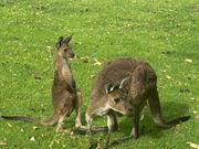 野生のカンガルー