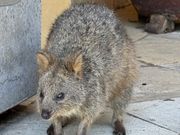 レストラン入口にいたクオッカ