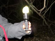 ライトに当たると綺麗に光る何かの実