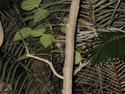 すやすや眠っていた鳥 