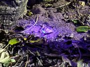 ブラックライトで光る珍しいマダラサソリ