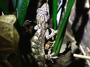 こちらも珍しいヤモリ(*名前は失念しました