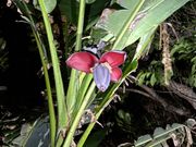 カラフルな植物