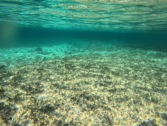 ガイドさんが撮った海中の写真