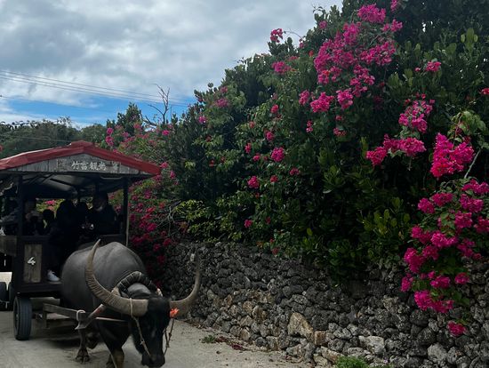 竹富島の水牛体験