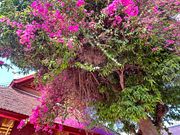 ブーゲンビリアが咲き誇る