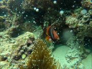 海の透明度が高い