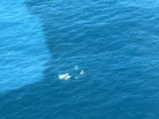 クジラの親子を発見