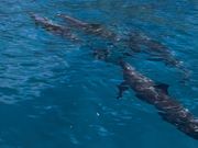 船の周りを泳いでくれたイルカちゃんたち