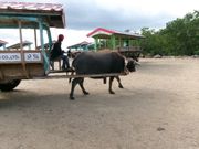 かわいい水牛さん