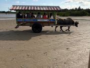 水牛車に揺られて西表島から由布島へ