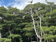 天然記念物　カンムリワシ