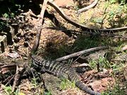 トレイル脇に大きなとかげ