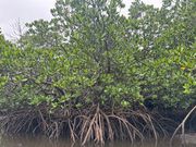 マングローブ