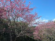 寒緋桜とやんばるの青空