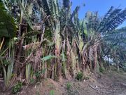 バギー体験の道中にある木々