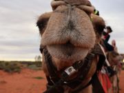 スタッフさんがラクダのかわいい写真やウルルを背景にたくさん写真を撮ってくれます。とても上手です！