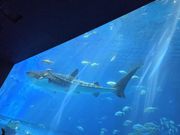 ジンベイ！！！