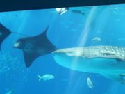 ジンベイとマンタ