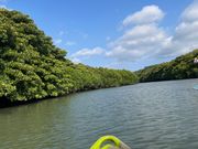 マングローブカヌー🛶最高‼️