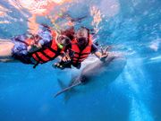 ジンベイザメとシュノーケリング