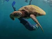 ウミガメ感動！！