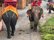 象さんありがとう