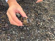 噴火した後のまだ新しい石、二酸化ケイ素のガラスが綺麗