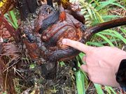 シダ植物のフカフカなところ