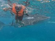 すぐ後ろにジンベイザメ