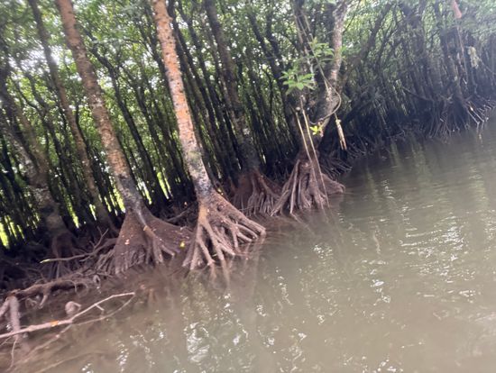 マングローブ