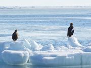 流氷に乗るオジロワシ
