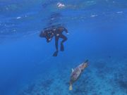 こんなに近くでウミガメと一緒に！