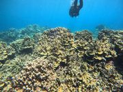 ウェスタンショーズ