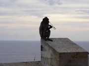 ウルワツ寺院のサル