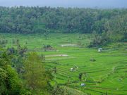 昼食場所からの棚田