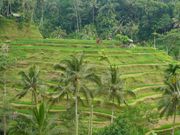 テガララン棚田