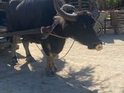 お次は水牛にのって由布島へ
私たちを乗せてくれた水牛はすーちゃん(すずこ)です