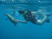 ウミガメが目の前に