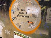 土ボタルの一生