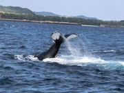 尾びれで海面をたたいているところ