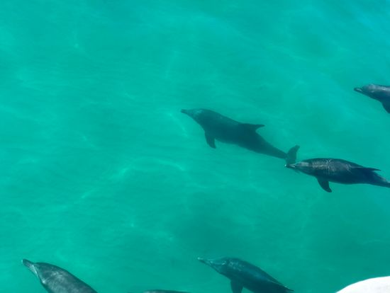 イルカがやってきてくれました