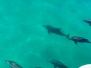 イルカがやってきてくれました