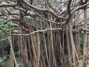 ガジュマルの木