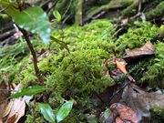 マイナスイオンをチャージ