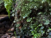 水分を取り込もうと頑張ってる苔