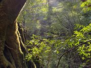 木々の茂みからの木漏れ日