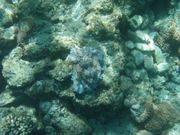 タコのおうちは石を積み重ねた造り